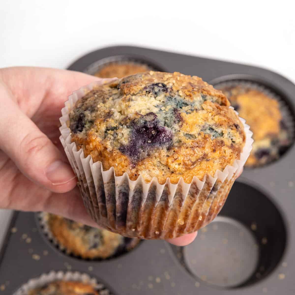 Hand holding jumbo blueberry muffin.